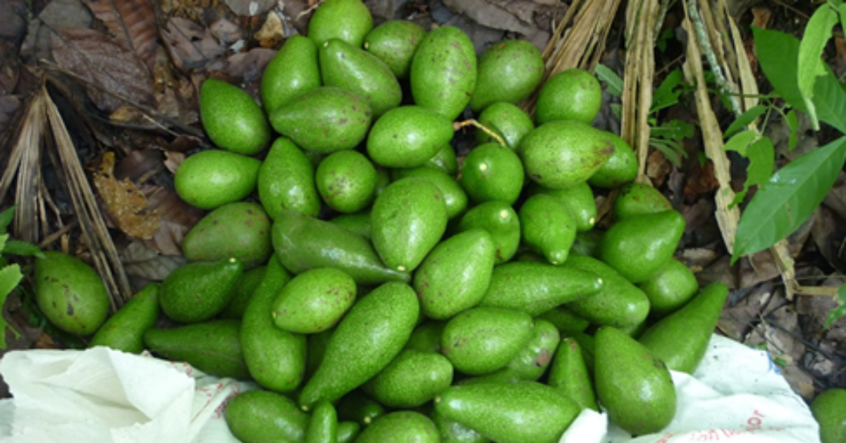 Aguacates de pequeños productores en Montes de María, Colombia